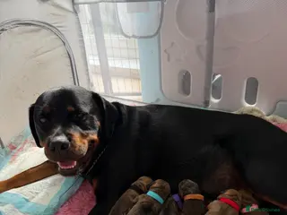 Rottweiler dogs Rottie pups - Advert 6