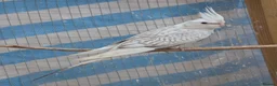 Cockatiels birds for sale: Hand tamed friendly baby cockatiels for sale - Advert 9