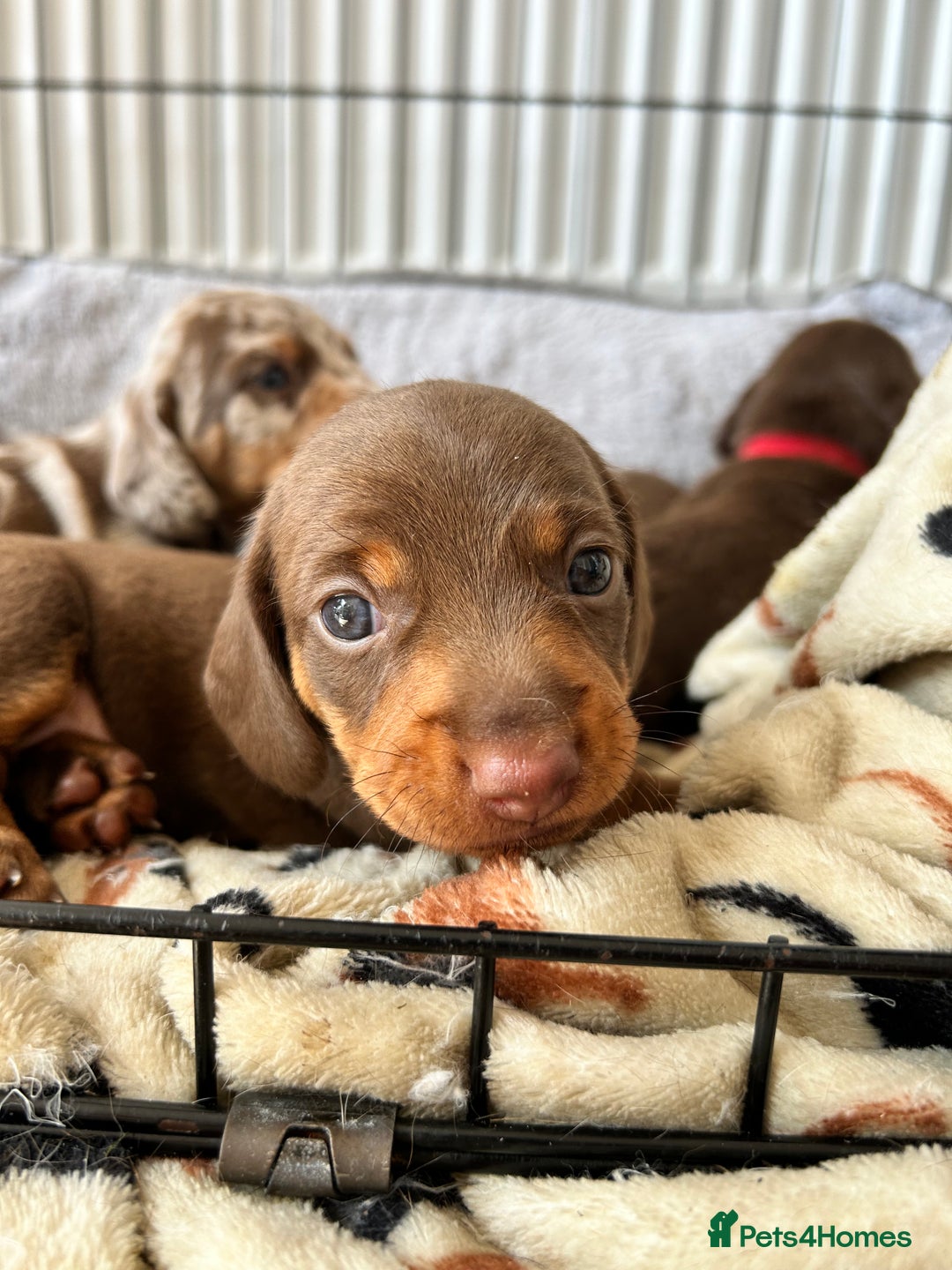 Dachshund dogs for sale: REDUCED*1 LEFT!! *BEAUTIFUL Miniature Dachshund's  - Image 18
