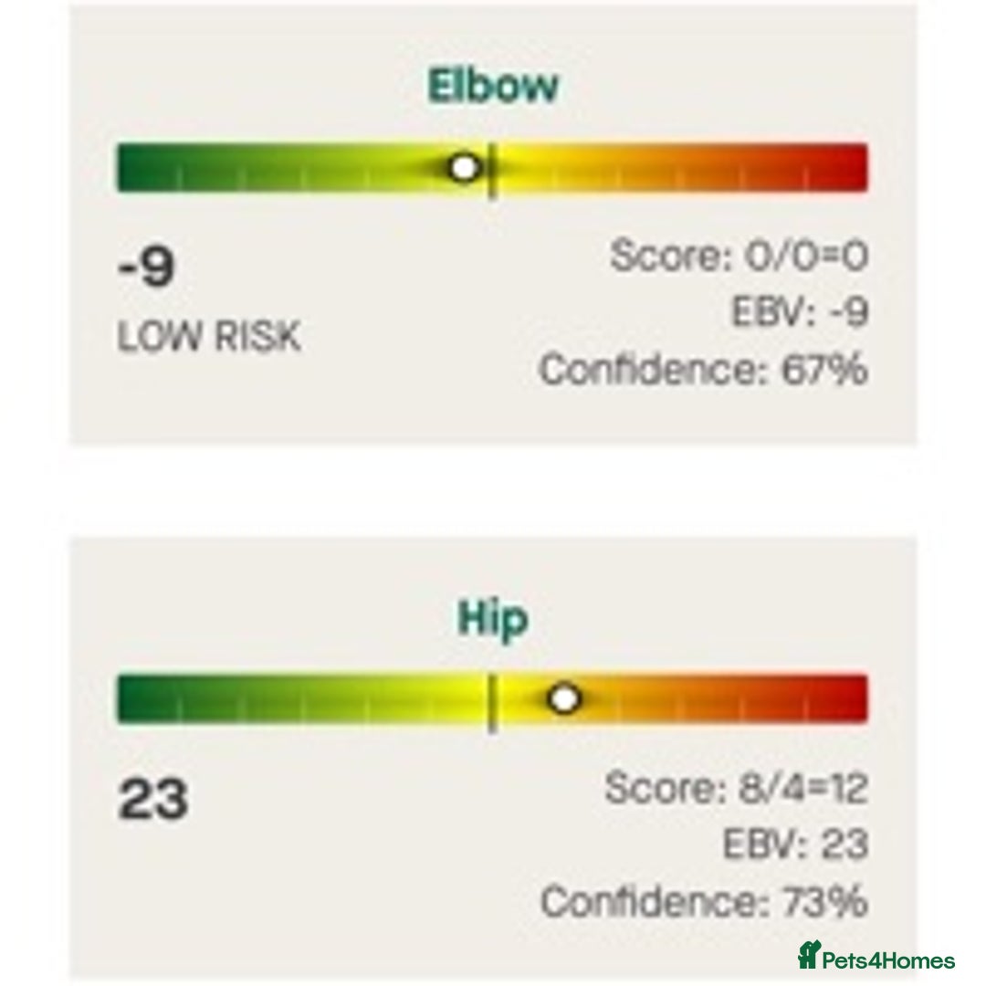 Labrador Retriever dogs for stud: Fox Red Labrador for Stud in Leeds - Advert 5