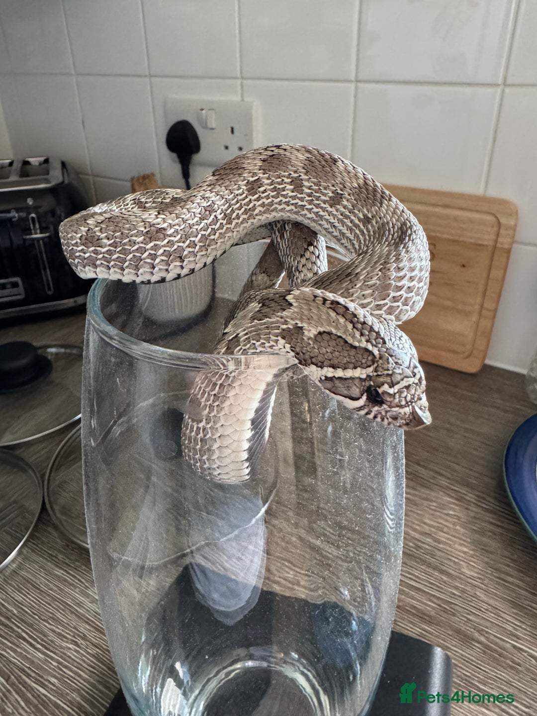 Snake reptiles for sale: Male Anxanthic Conda 100% het Albino Hognose cb20 - Image 2