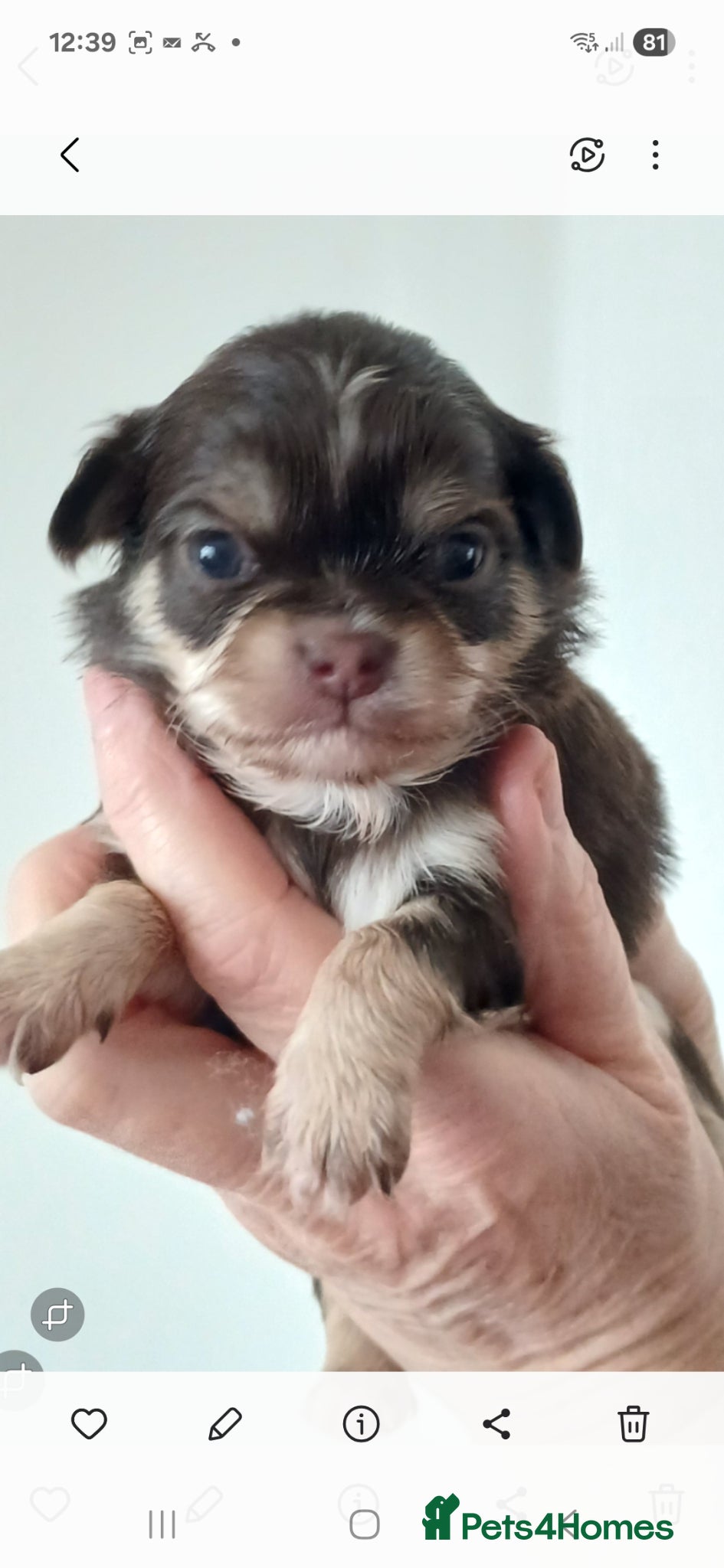 Chihuahua dogs  ❤️KC REG LONG COAT STUNNING PUPPIES❤️ - Advert 1
