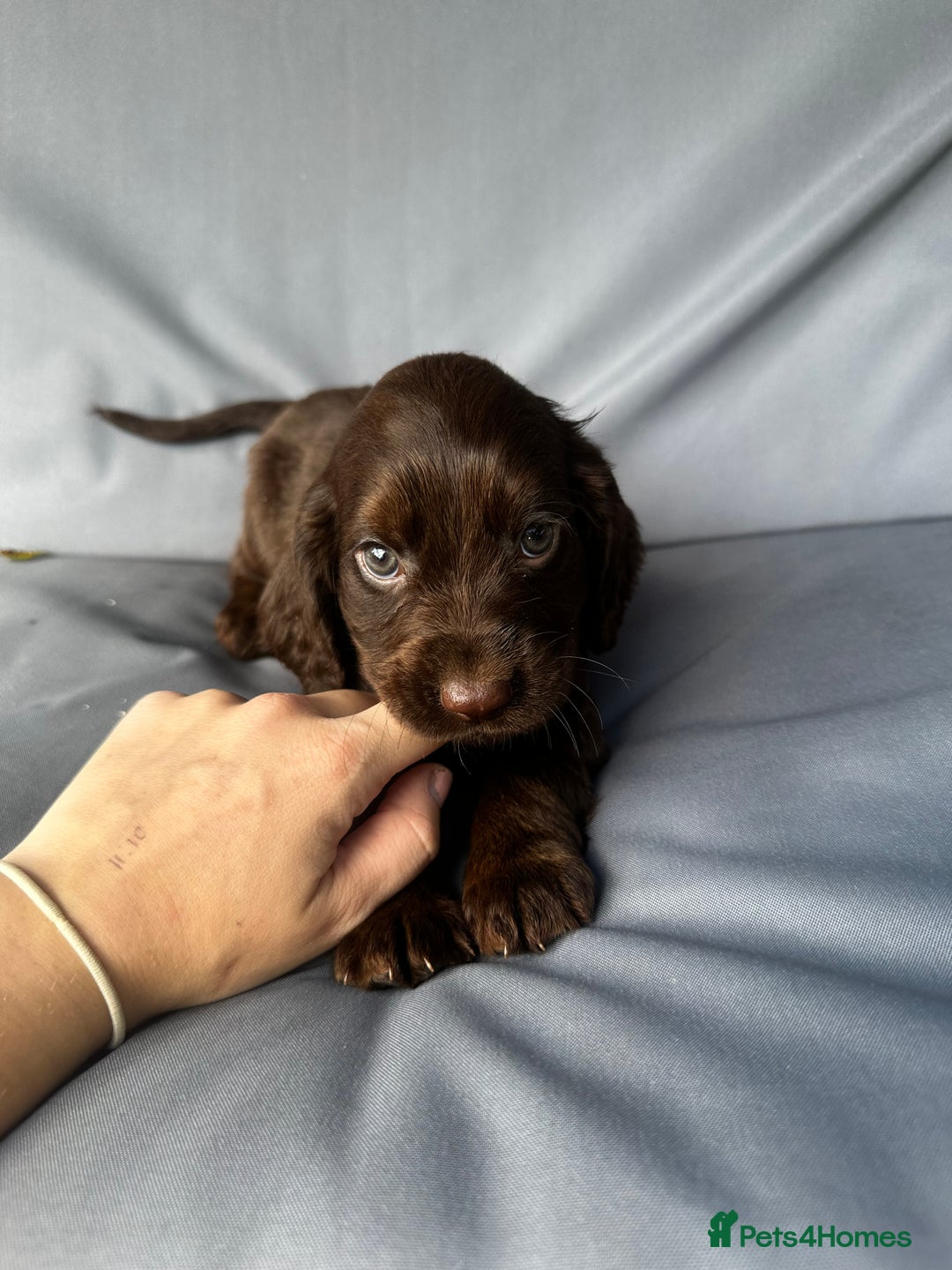 Cocker Spaniel dogs for sale: A litter of 6 gorgeous cocker spaniel puppies - Image 10