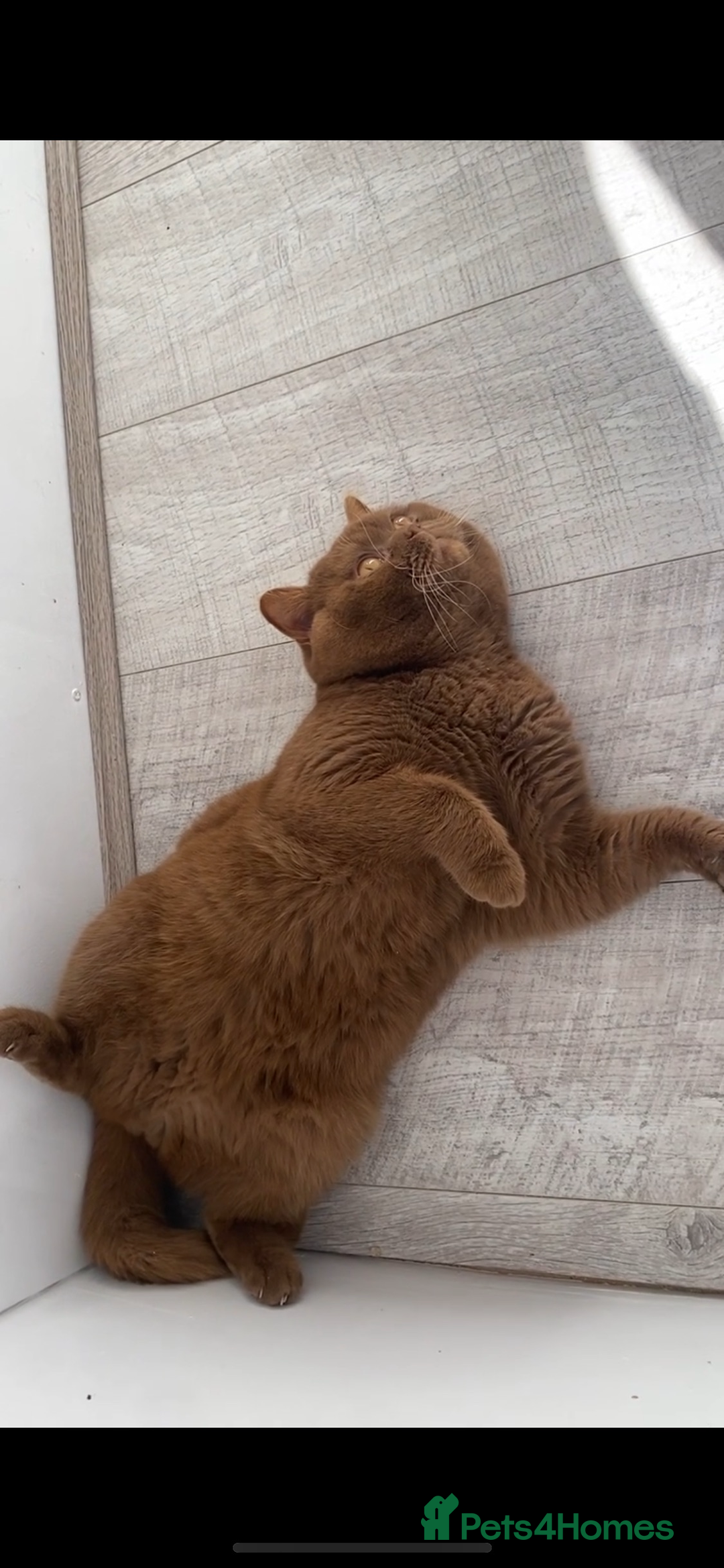 British Shorthair cats for stud: 🧸. CINNAMON CARRYING CHOCOLATE GCCF TICA  - Advert 2