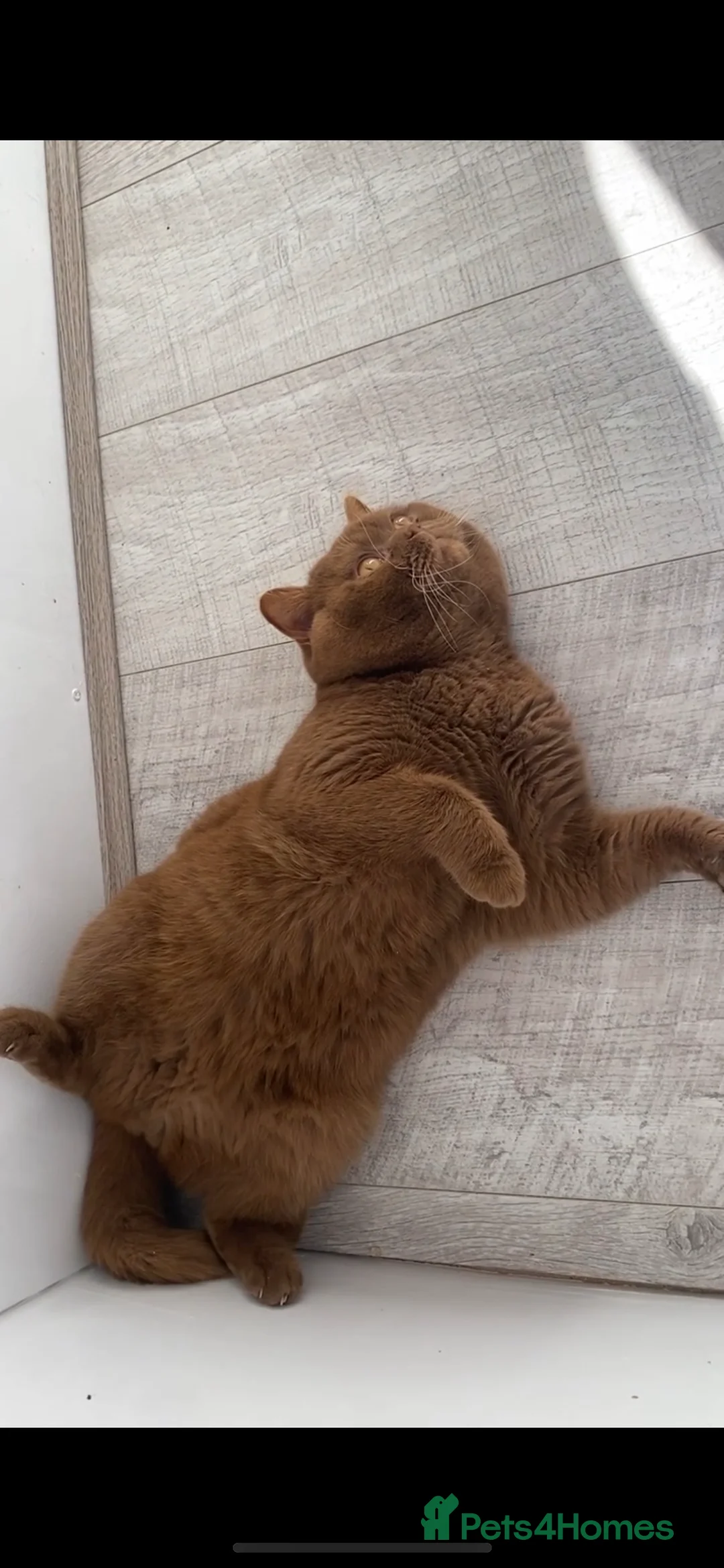 British Shorthair cats for stud: 🧸. CINNAMON CARRYING CHOCOLATE GCCF TICA  - Advert 2