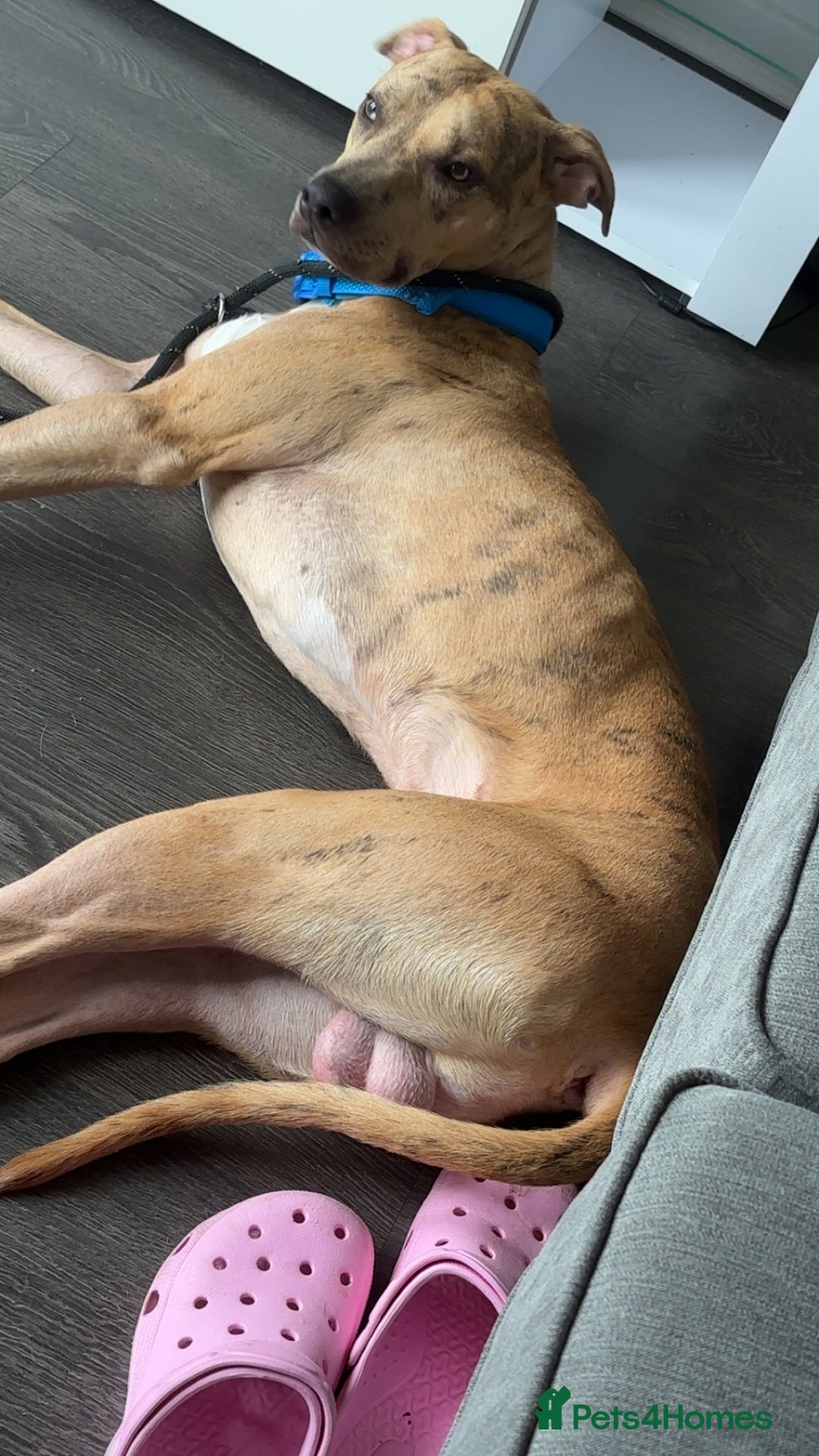 Mixed Breed dogs for sale: Second generation Female bull lurcher  - Image 15
