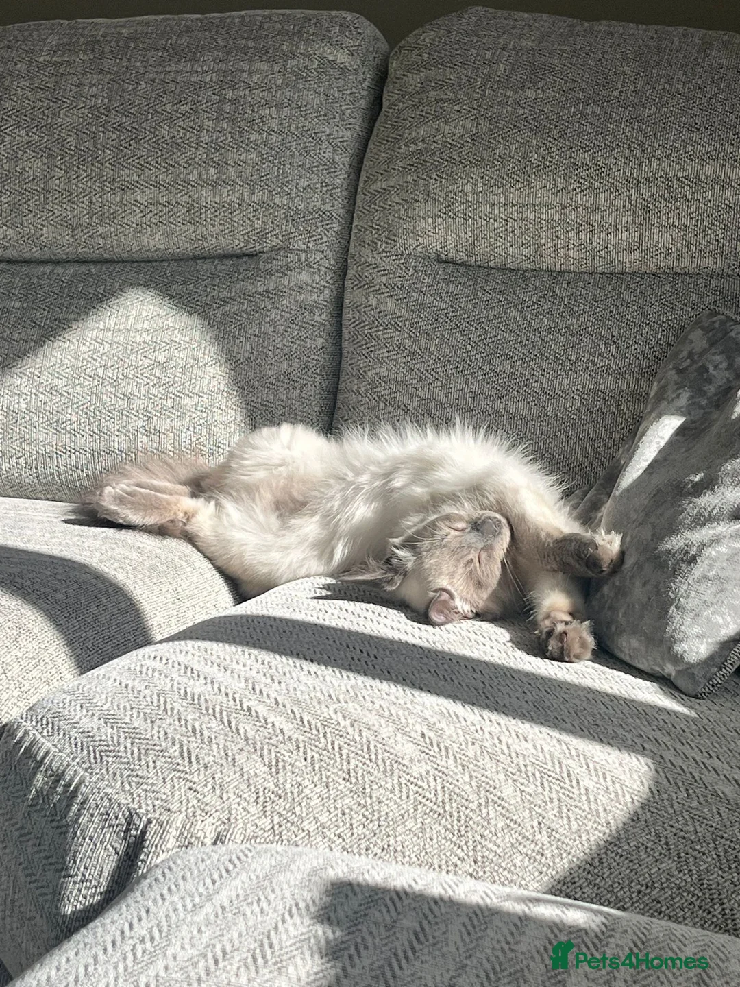 Ragamese cats for sale: Brother ragamese kittens (ragdoll/siamese) - Advert 10