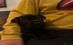 Mixed Breed dogs for sale: Beautiful Labrador cross puppies🐶 - Image 13