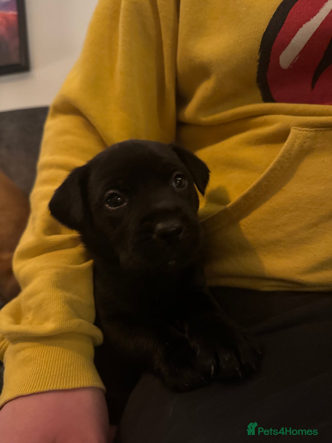 Mixed Breed dogs for sale: Beautiful Labrador cross puppies🐶 - Image 13