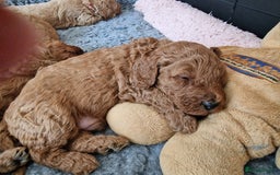 Cavapoochon dogs for sale: F1b Cavapoochon Puppies – 3 Boys Ready to Reserve - Image 14