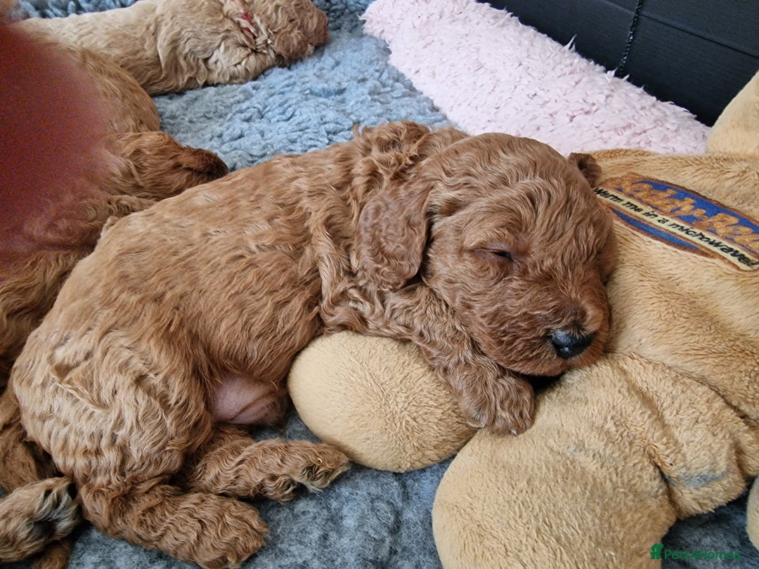 Cavapoochon dogs for sale: F1b Cavapoochon Puppies – 3 Boys Ready to Reserve - Image 14