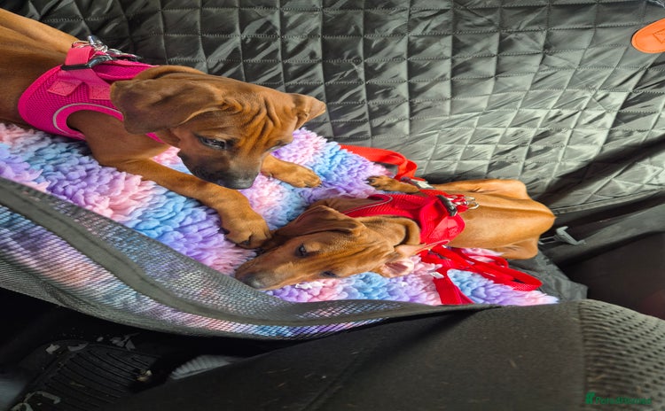 Rhodesian Ridgeback dogs - Advert 1