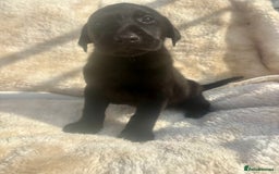 Labrador Retriever dogs for sale: 8 Kennel club reg  health tested chunky Labradors  - Image 26