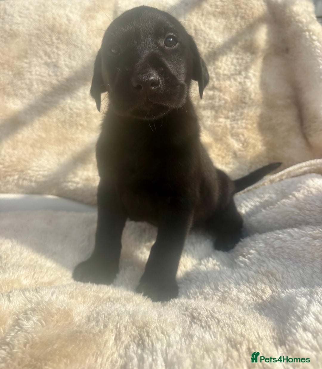 Labrador Retriever dogs for sale: 8 Kennel club reg  health tested chunky Labradors  - Image 26