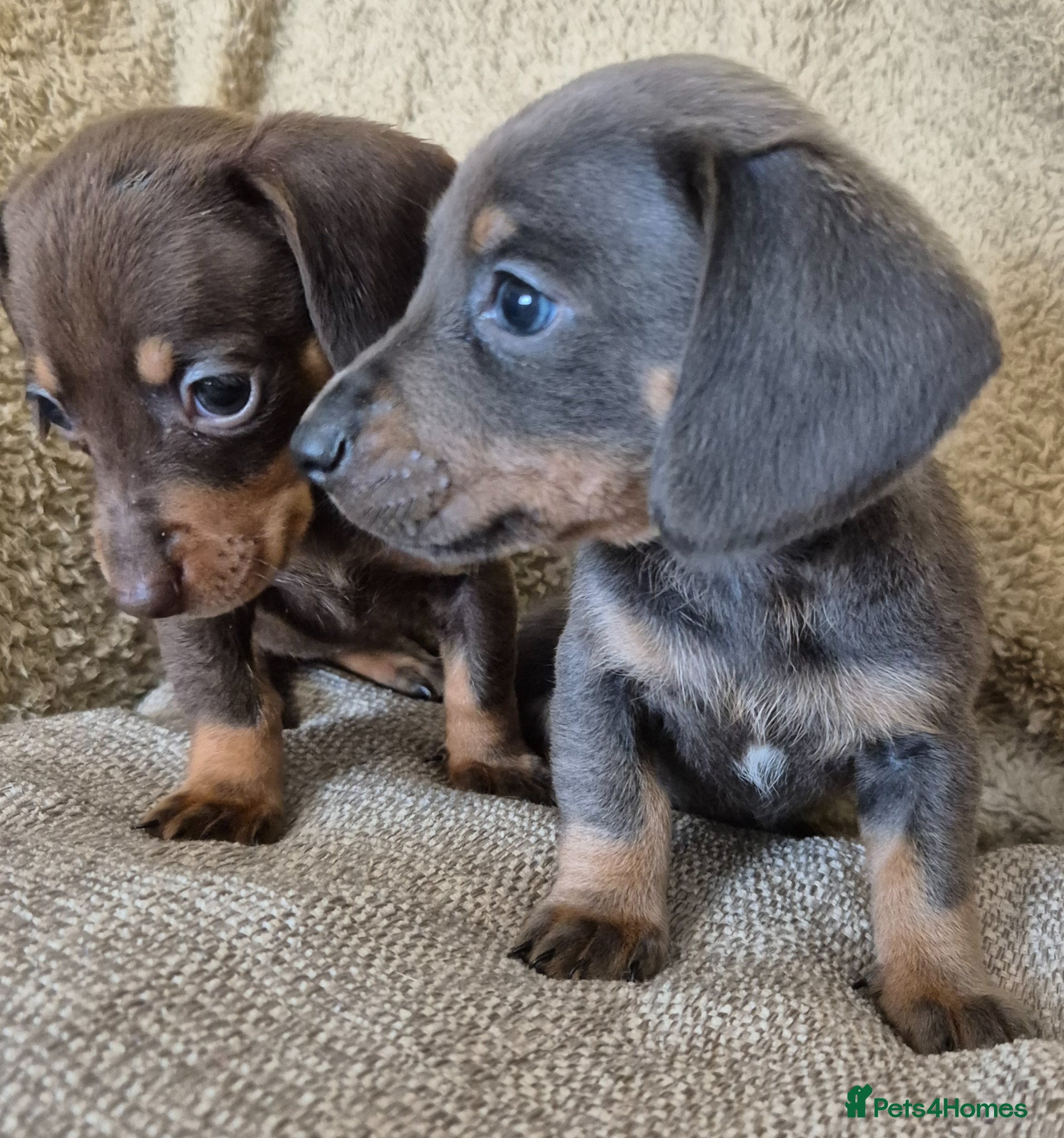 Miniature Dachshund dogs Miniature dachshund puppies. - Advert 1