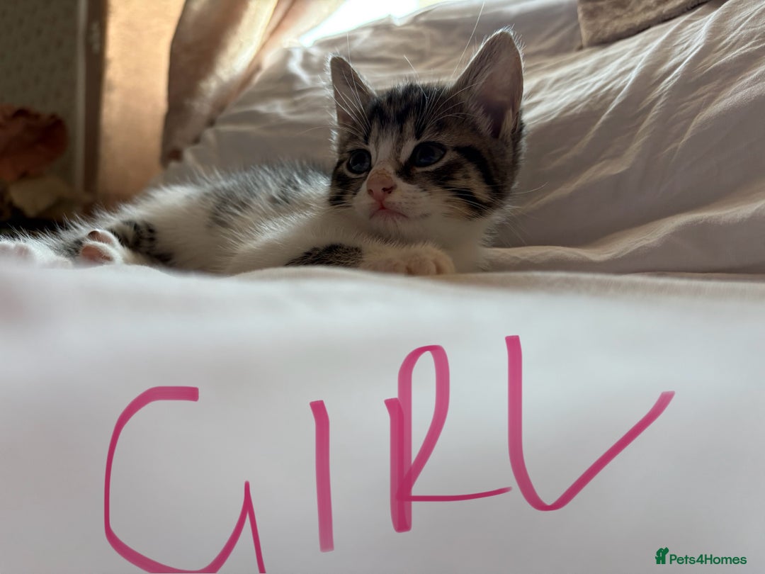 Domestic Shorthair cats for sale: Tabby kittens for sale  - Image 2