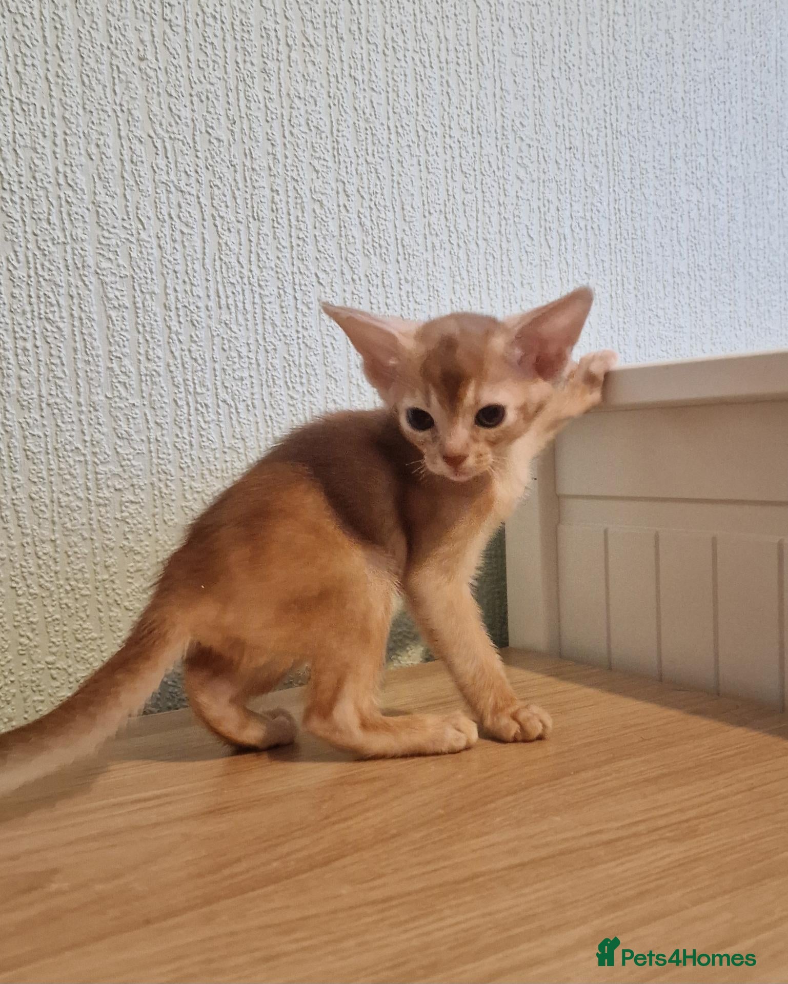 Abyssinian cats TICA Abyssinian kittens  - Advert 3