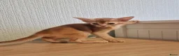 Abyssinian cats for sale: TICA Abyssinian kittens  - Advert 10
