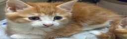 Mixed Breed cats for sale: Kittens - Advert 6