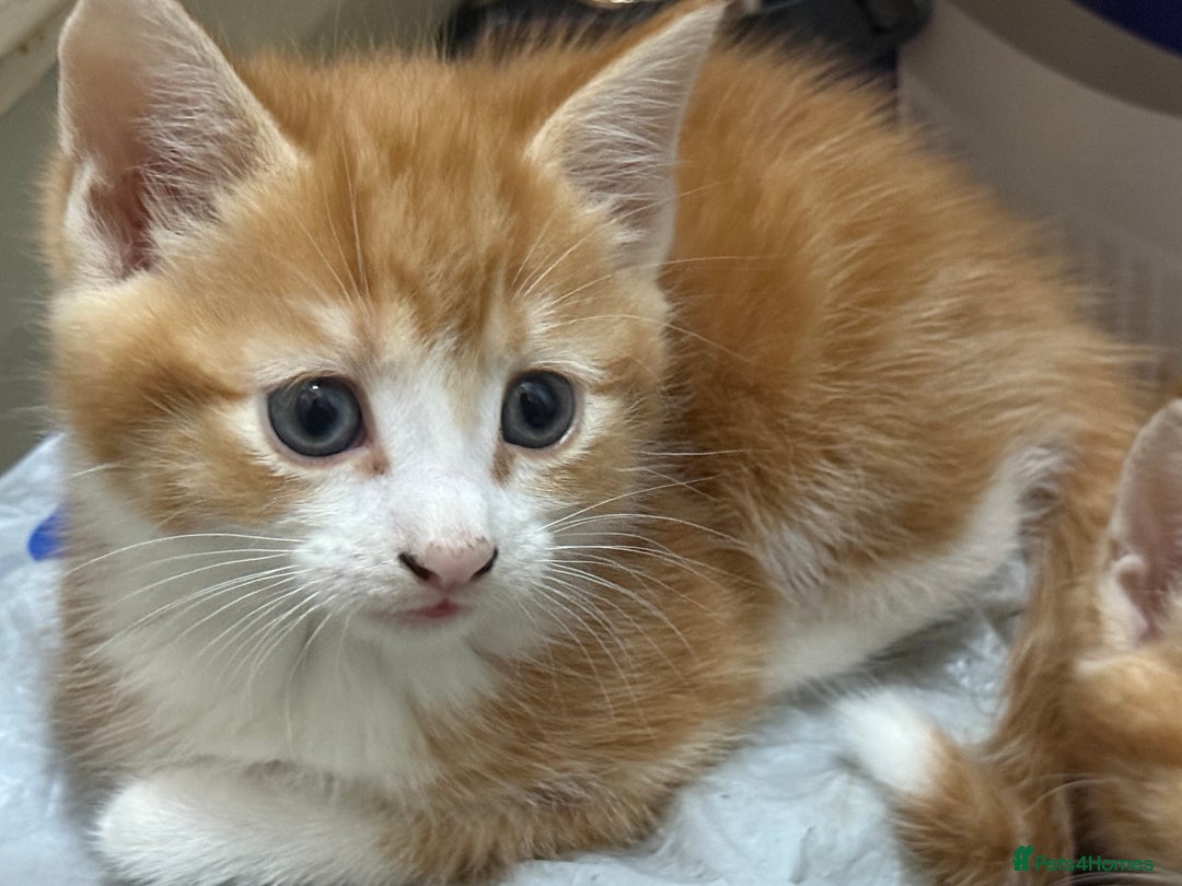 Mixed Breed cats for sale: Kittens - Advert 6