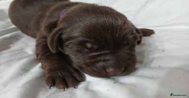 Labrador Retriever dogs - Advert 3