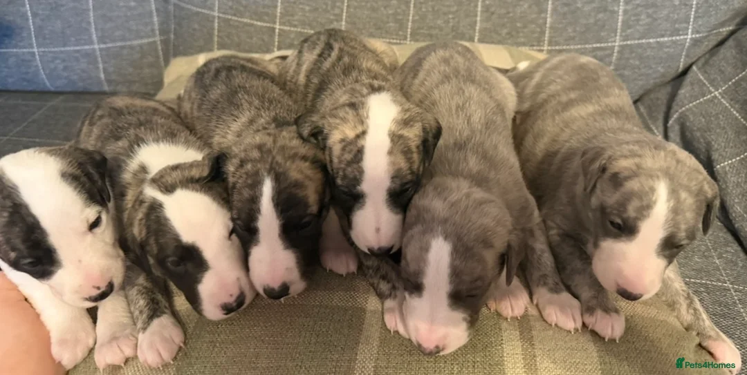 Whippet dogs for sale: KC registered brindle Whippets  in Ormskirk - Advert 1