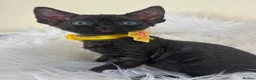 Devon Rex cats for sale: Affectionate Devon Rex kittens - Advert 16