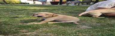 Labrador Retriever 6