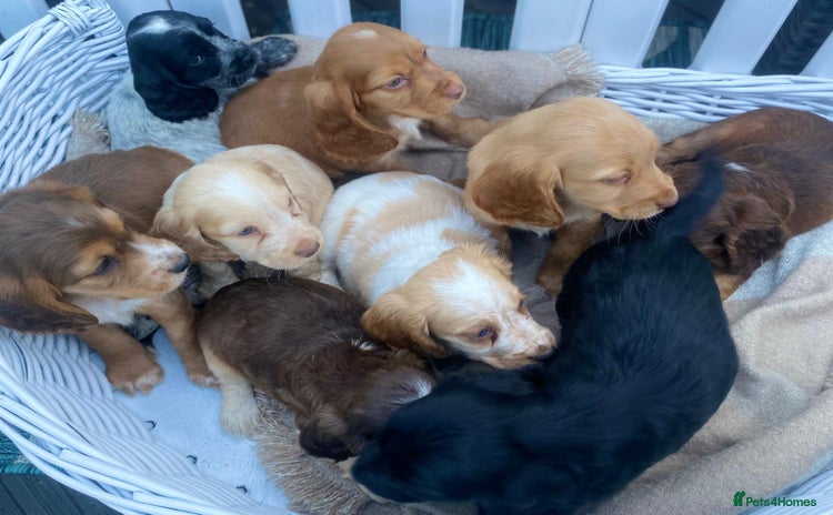 Cocker Spaniel dogs - Advert 4