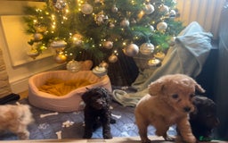 Cockapoo dogs for sale: Cockapoos ready 22.11 1 boy and 2 girls left💙🩷🩷 - Advert 7