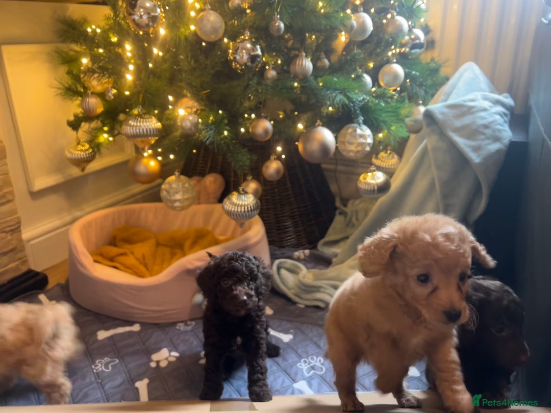 Cockapoo dogs for sale: Cockapoos ready 22.11 1 boy and 2 girls left💙🩷🩷 - Advert 7