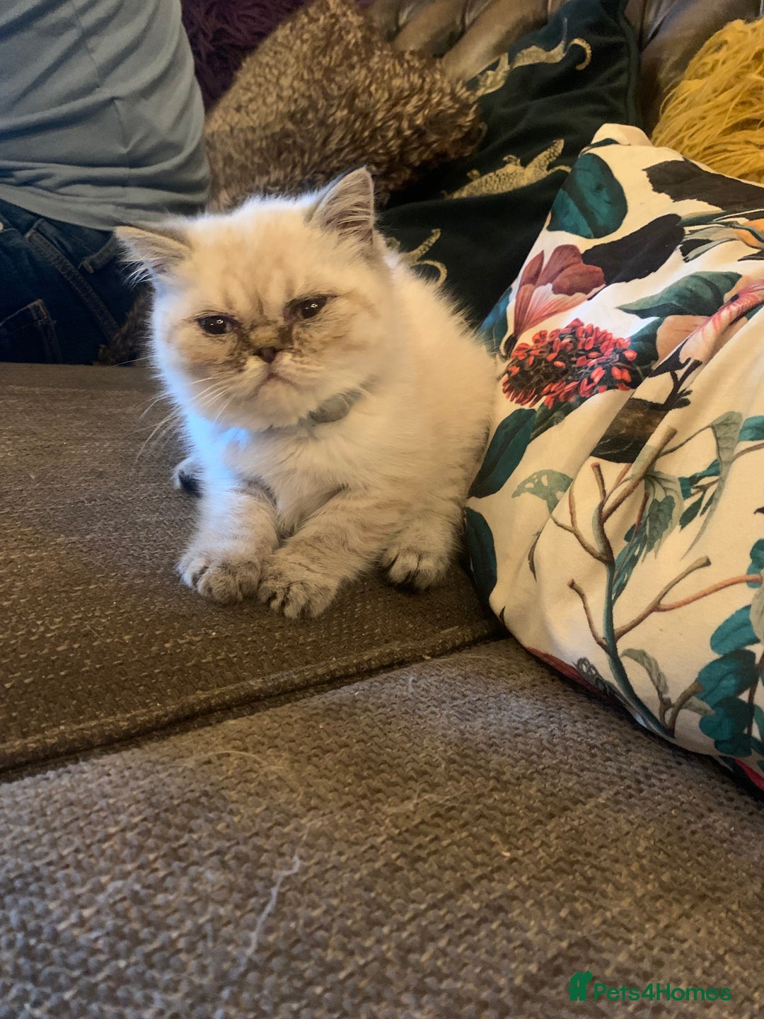 Persian cats for sale: Persian cross exotic  - Image 5