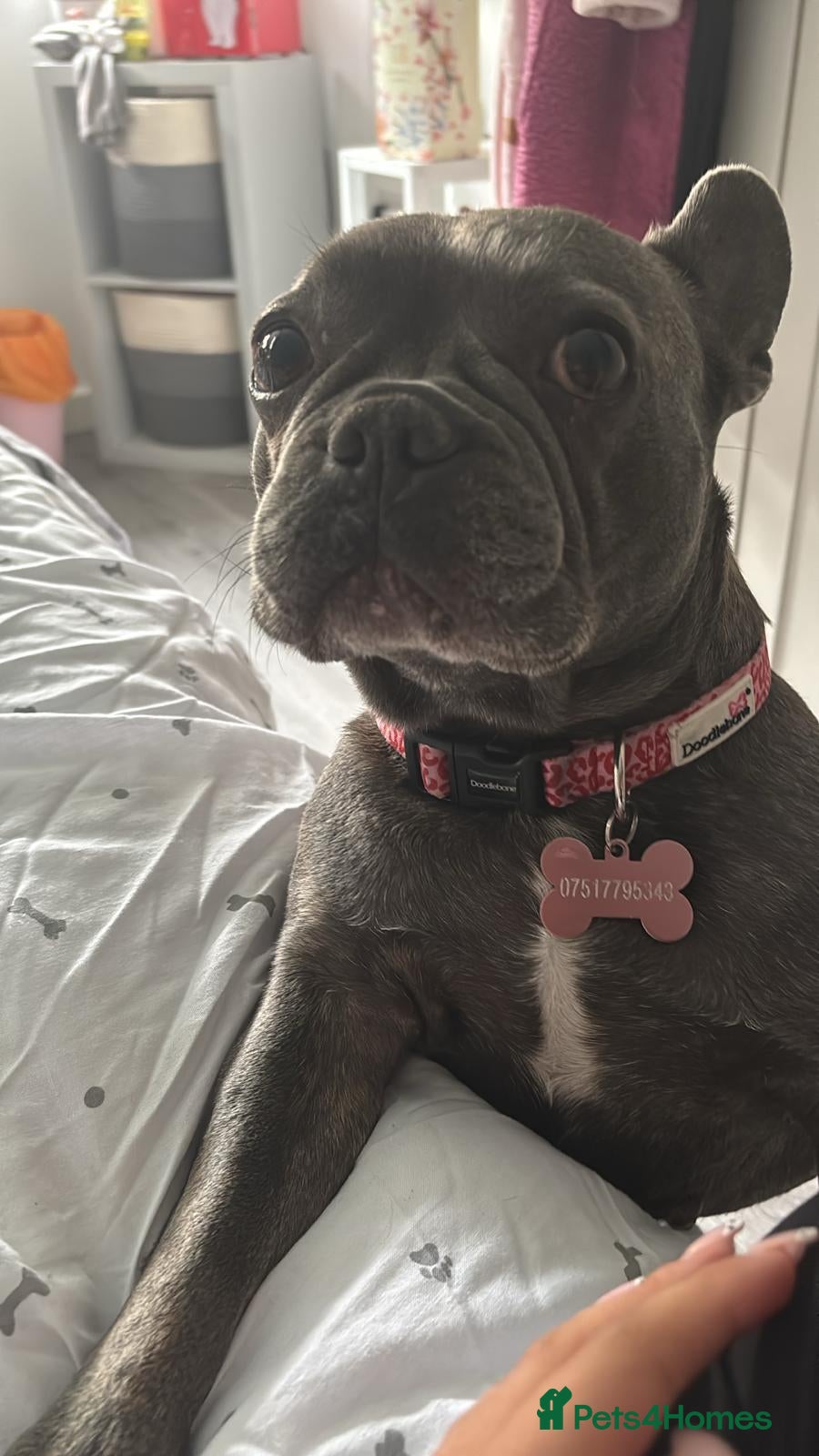French Bulldog dogs Beautiful french bulldog  - Advert 1