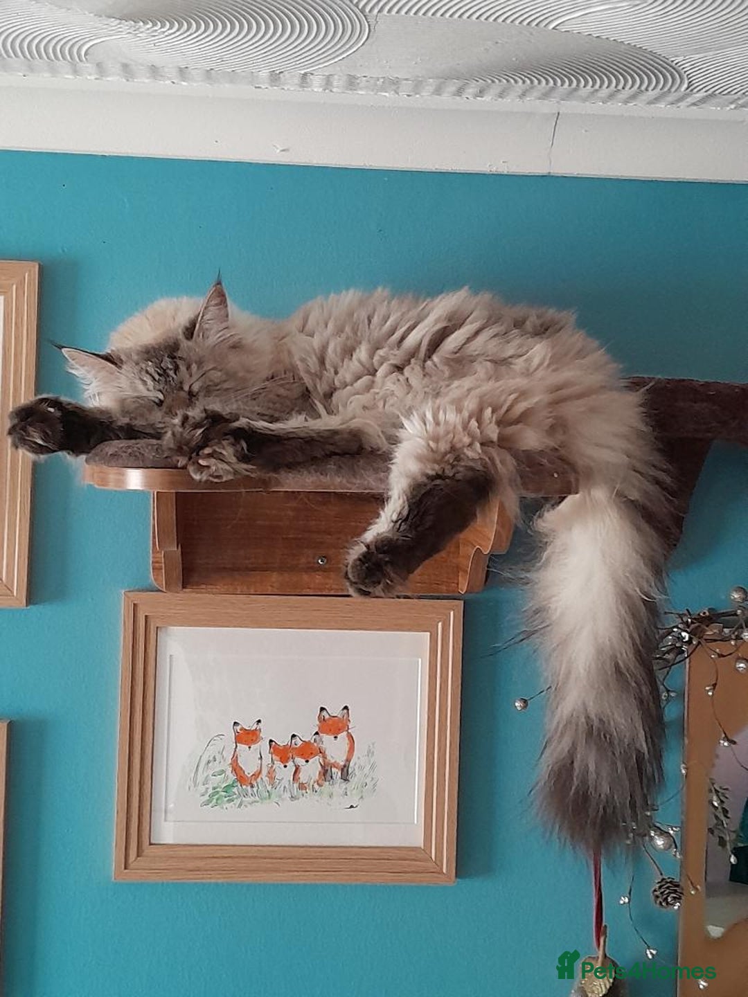Siberian cats for sale: Siberian cross Female - Image 3