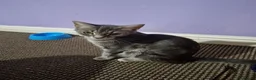 Scottish Fold cats for sale: Beautiful Scottish fold x cross kittens  - Advert 1