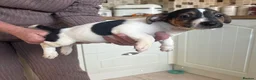 Jack Russell dogs for sale: Stunning litter of jackrussels  - Advert 7