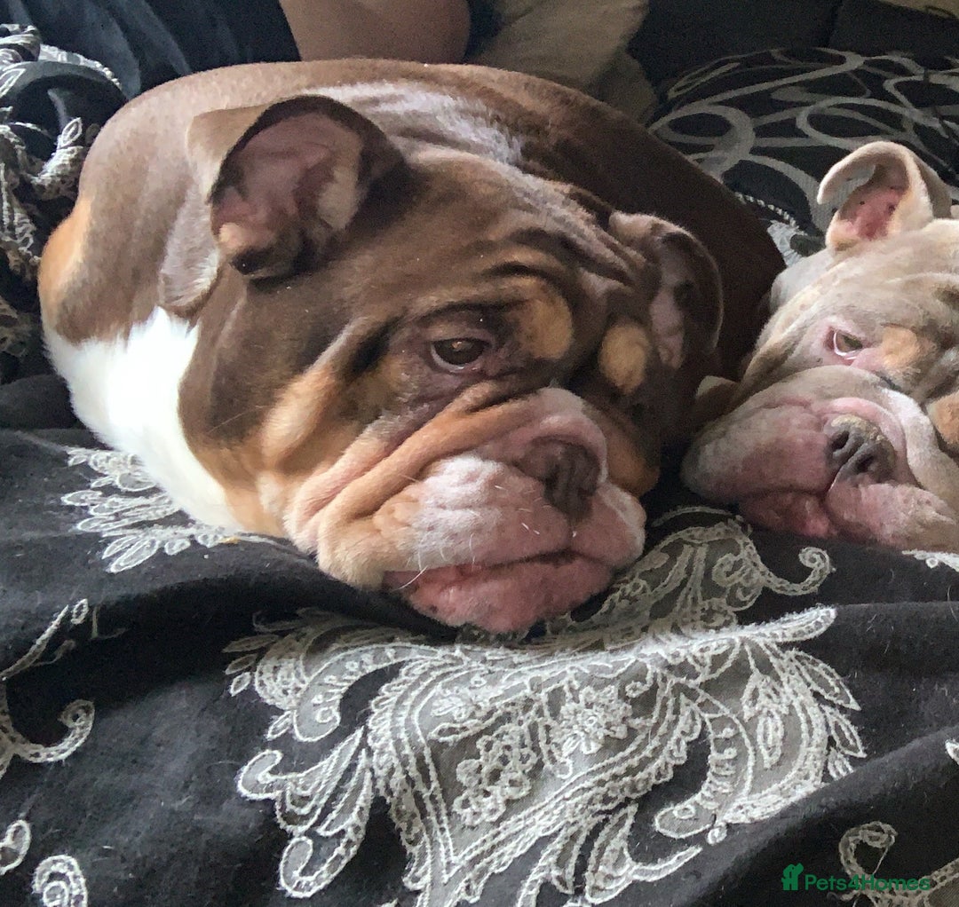 English Bulldog dogs for sale: Kc reg Chocolate bulldog for sale  - Image 6