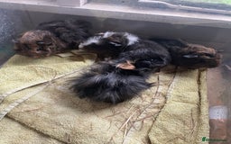 Guinea Pig rodents for sale: Male guinea pigs  - Image 3