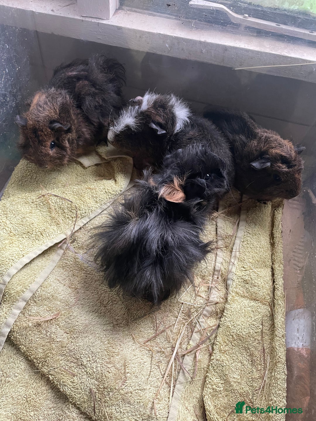 Guinea Pig rodents for sale: Male guinea pigs  - Image 3