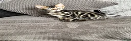 Bengal cats for sale: Full pedigree rosetted bengal kitten -male  - Advert 16
