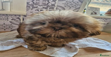Shih Tzu dogs - Advert 4