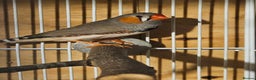 Finches birds for sale: Bengalese finches & Zebra Finches - Advert 7