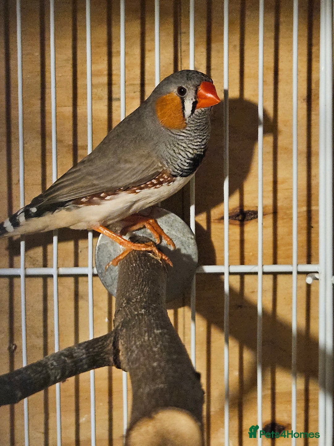 Finches birds for sale: Bengalese finches & Zebra Finches - Advert 7