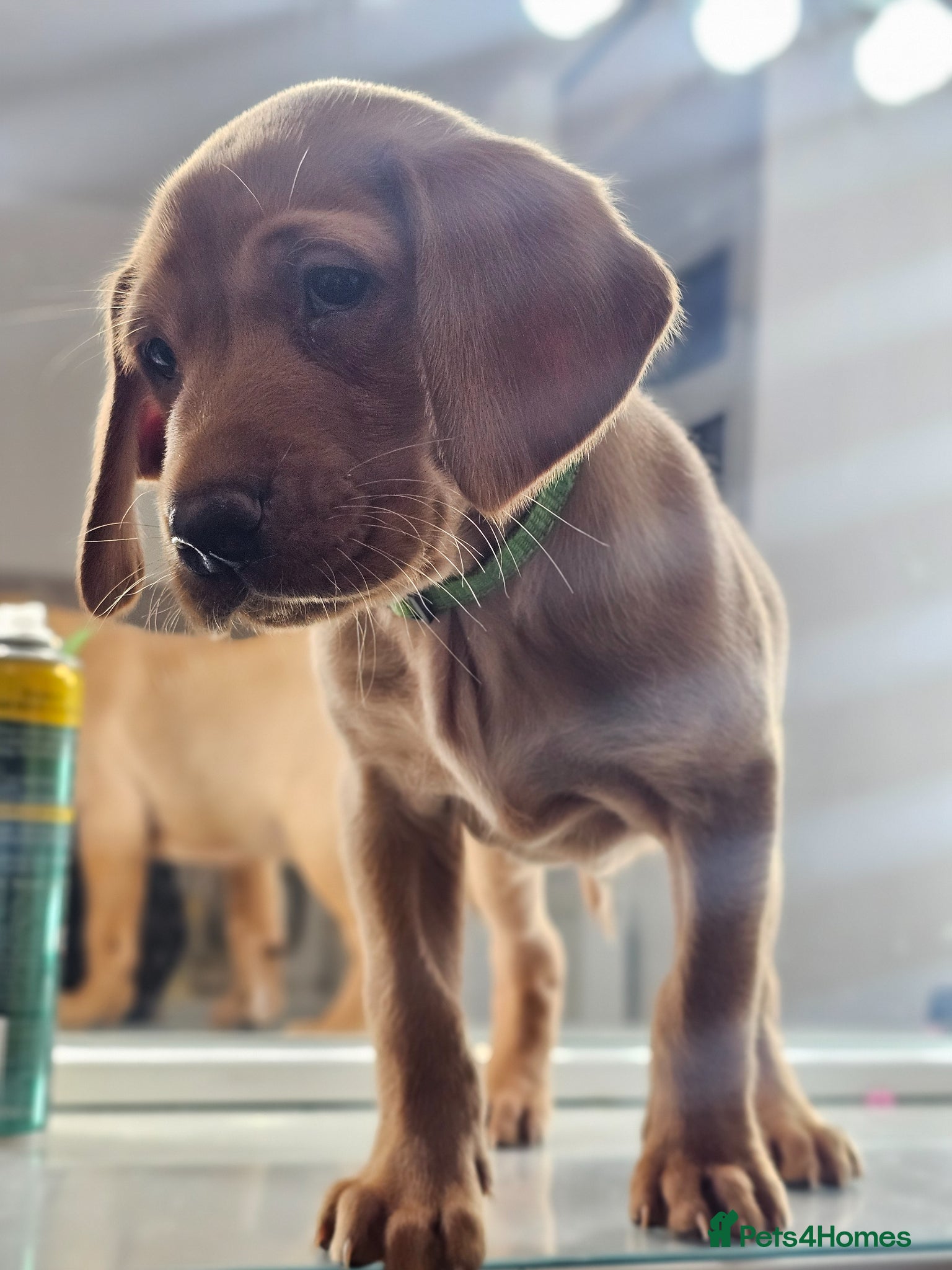 Labrador Retriever dogs Absolutely stunning kc registered fox red pups - Advert 15
