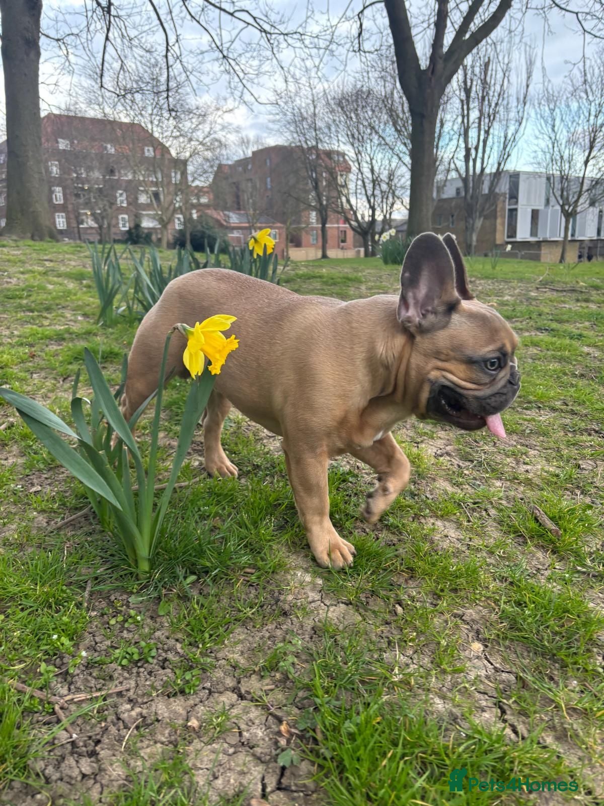 French Bulldog dogs KC Registered Blue Fawn French Bulldog Stud - Advert 2