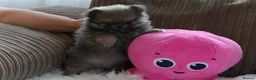 Pomeranian dogs for sale: Four small cute pups  - Advert 30
