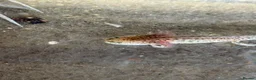 Axolotl reptiles for sale: Rescue Axolotls Looking For New Home  - Advert 8
