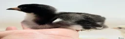 Chickens poultry for sale: Hatching Eggs🐣USA Bearded Silkies,Brahmas,Vorwerk - Advert 11