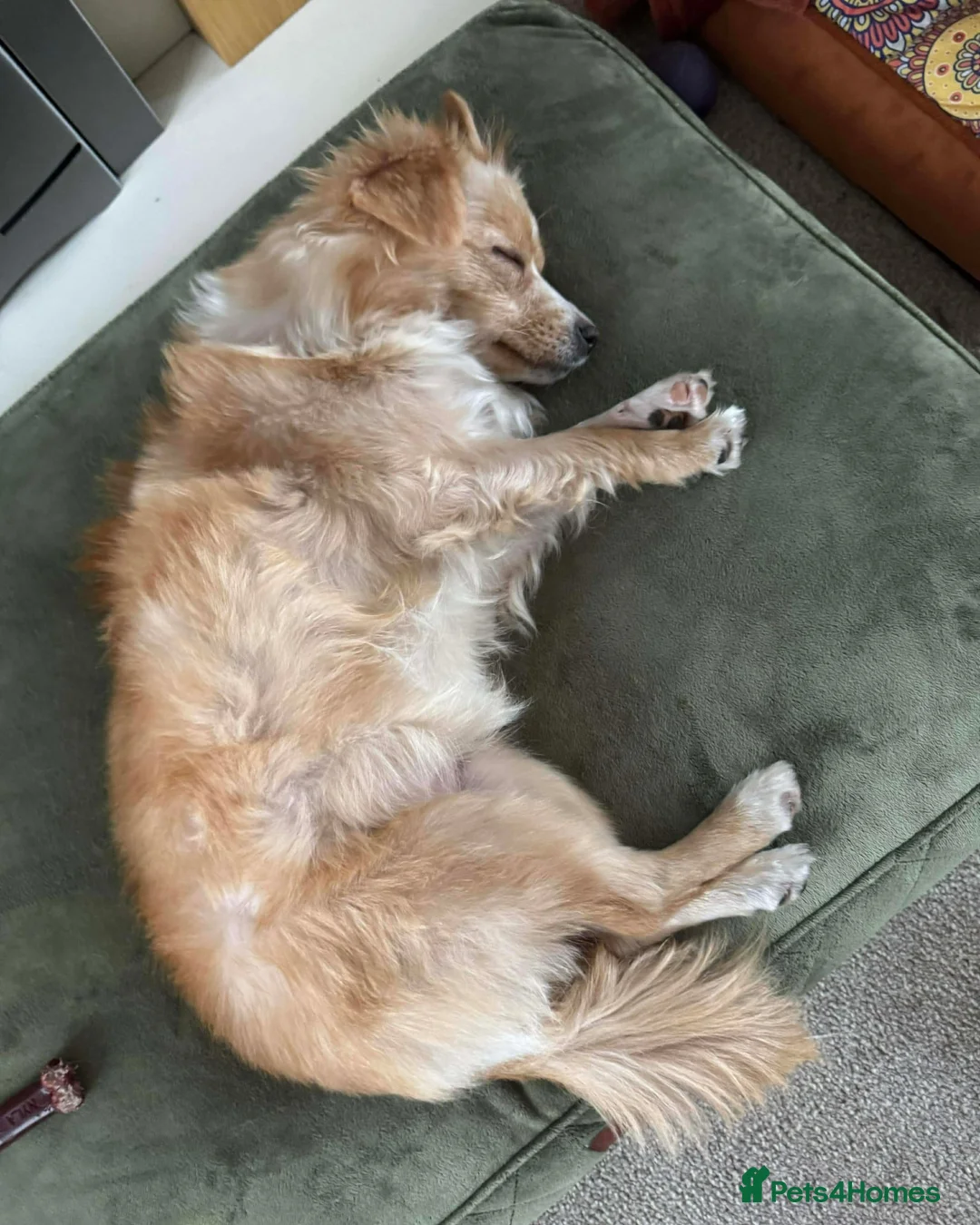 Mixed Breed dogs for adoption: Happy Harmony - Advert 3