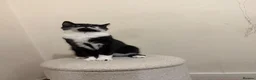 Oriental cats for sale: Tuxedu Kitten about 10 months old - Advert 1